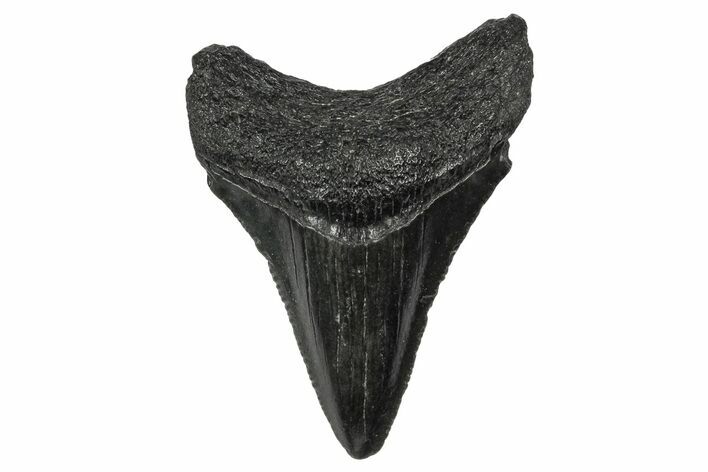 Serrated, Juvenile Megalodon Tooth - South Carolina #340535